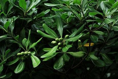 RTX3090运行《战神3》8K+光追演示 画面很不错