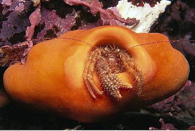 在《亡灵国度（KINGDOM of the DEAD）》直面死神军队  PC版正式上线